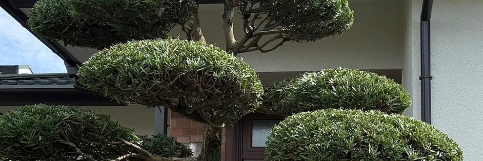柿崎植木の画像