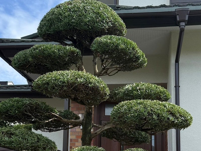柿崎植木の画像